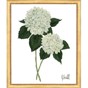 KS- HYDRANGEA BLOOMS 5